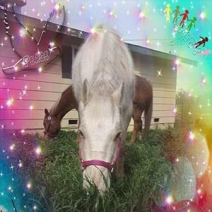 Meet your Posher, Misty